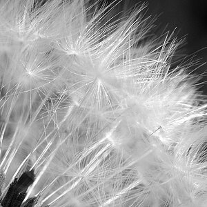 Pusteblume sw