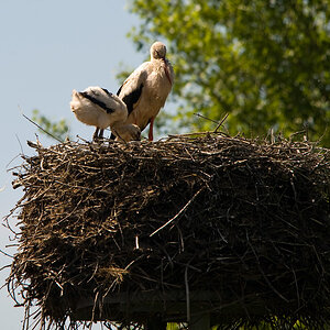 sauberer Storch