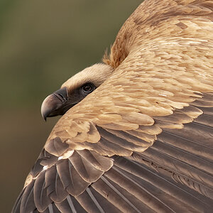 extremadura geierportrait 2