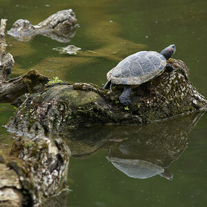 Rotwangen-Schmuckschildkröte im Wildpark Stuttgart, Bärensee, 06.06.2010. Nikon D200, Micro-Nikkor 4/200 mm, ISO 400, Blende 8.