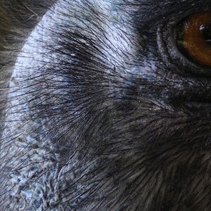 Emu100ercrop