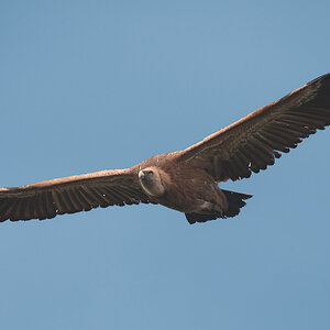 extremadura geier 5
