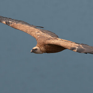 10M 2393 Bearbeitet