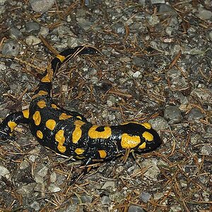 Feuersalamander