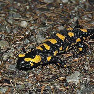 Feuersalamander