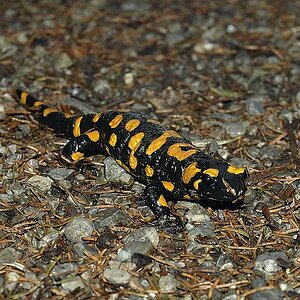 Feuersalamander