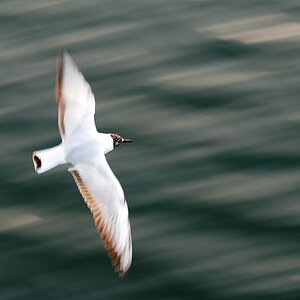 Usedom DSC 3359