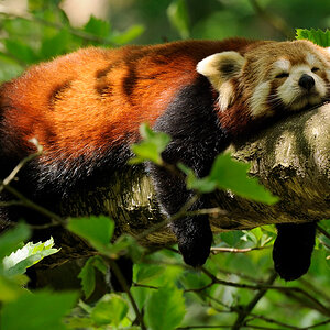 DSC3996 01 NF-F
kleiner Panda
Zoo Neuwied