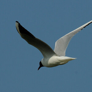 möwe JKK 7437