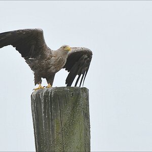 acomp usedom 0307b