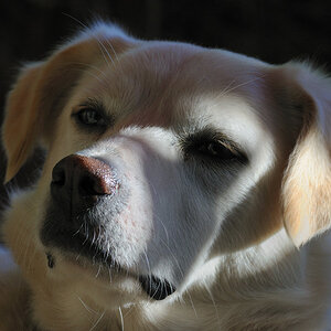 hundeportrait