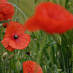 Mohnblüte
