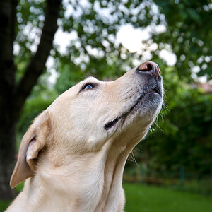 Hundeportrait (2 von 2)