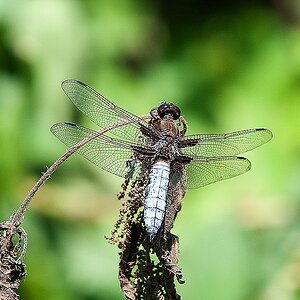 Plattbauch Libelle   Libellula depressa