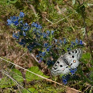 Apollofalter bei Klotten 1