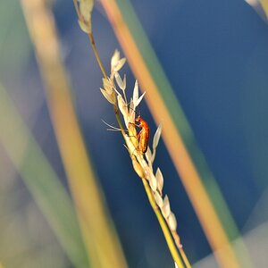Ur Käfer, das ganze Bild