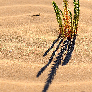 Fuerteventura