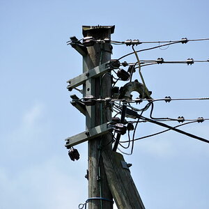 DSCV1404
18-200VRII bei 200mm f/5.6 1/2500s und VR ein.