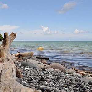 Baum an der Ostsee Forum
