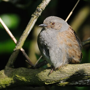 jungvogel 1a JKK 8035
