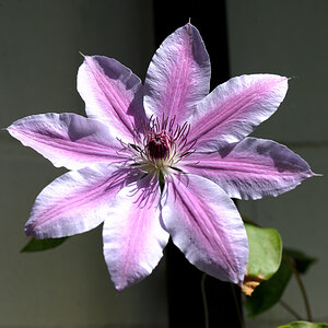 clematis1 JKK 7137