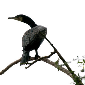 Kormoran