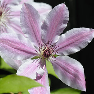 clematis JKK 7134