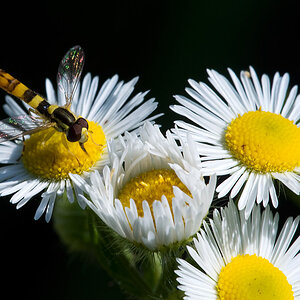 2010 07 09 Schwebfliege 01 01