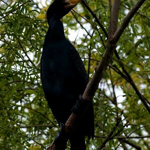 Kormoran2