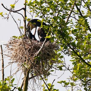 Kormoran
