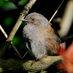 heckenbraunelle 7 JKK 8034