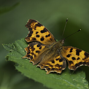 schmetterling