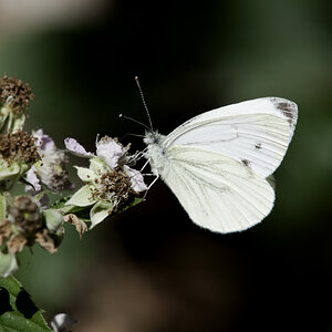 schmetterling 2