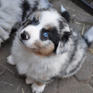 Indy_2