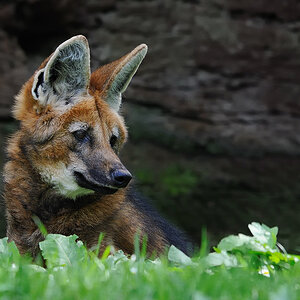 Mähnenwolf
Tiergarten Nürnberg