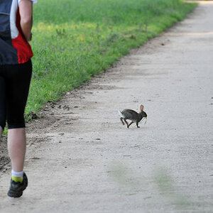 Kaninchen,  Jogger  1