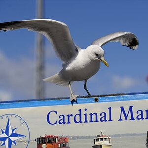 Cardinal Marine