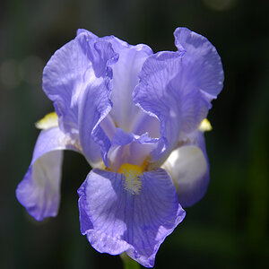 Iris