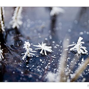 little trees in a puddle