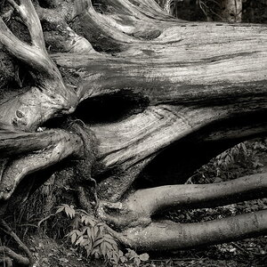 Bay. Wald sw