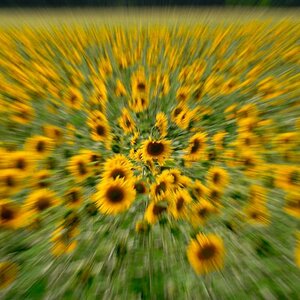 Sonnenblumenkern