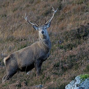 Monarch of the Glen