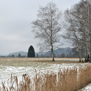 20090103 142010 Murnauer Moos