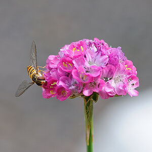 Schwebfliege