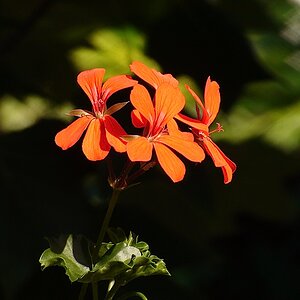 DSC00376