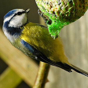 Blaumeise