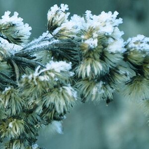 Raureif im Garten