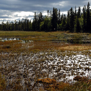 Muddus Moor