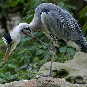 Graureiher (Ardea cinerea)