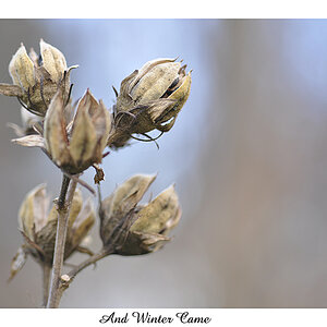 and winter came - weisser rahmen